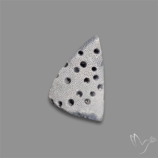 Raw Face Blue Sponge Coral