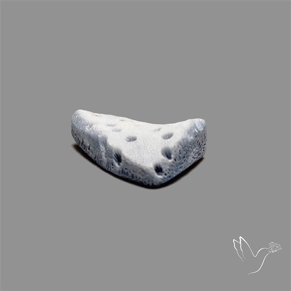 Raw Face Blue Sponge Coral