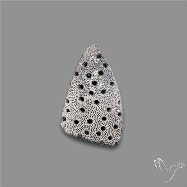 Raw Face Blue Sponge Coral