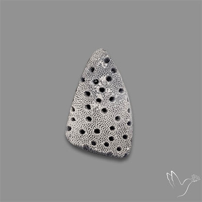 Raw Face Blue Sponge Coral