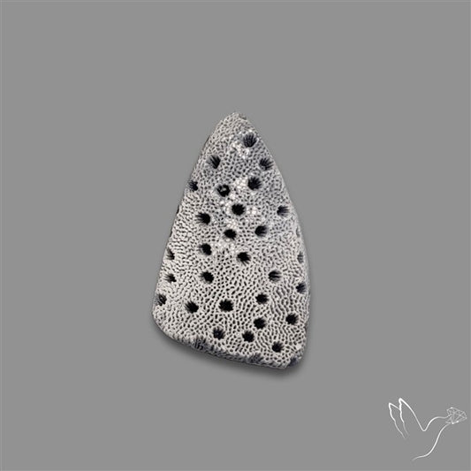Raw Face Blue Sponge Coral