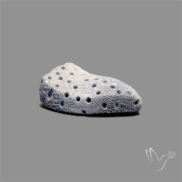 Raw Face Blue Sponge Coral