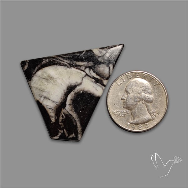 Orthoceras Fossil Cabochon