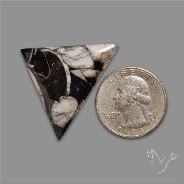 Orthoceras Fossil Cabochon