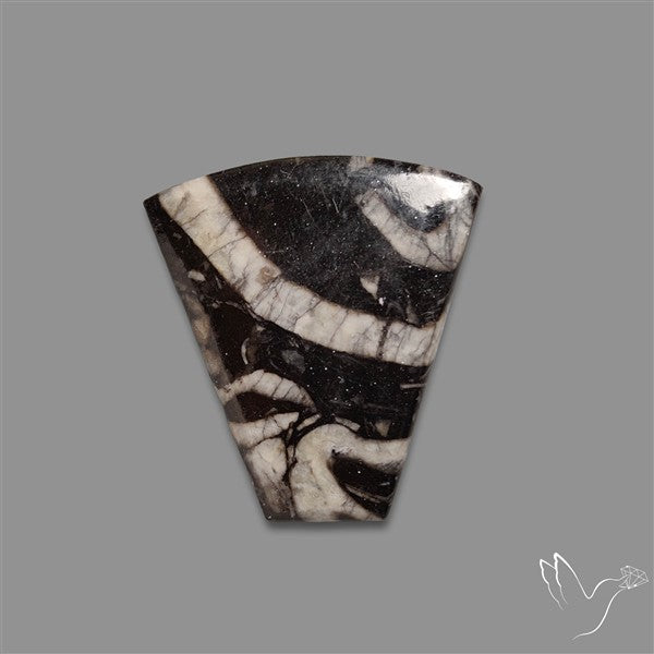 Orthoceras Fossil Cabochon