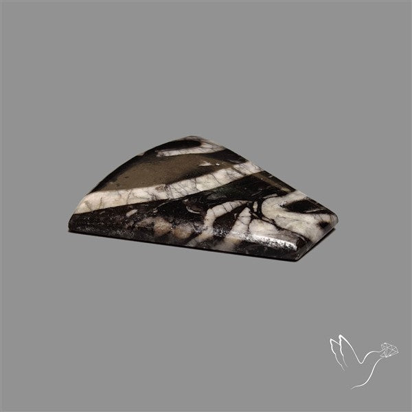 Orthoceras Fossil Cabochon