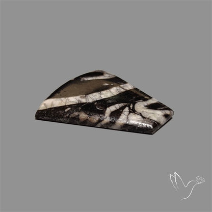 Orthoceras Fossil Cabochon