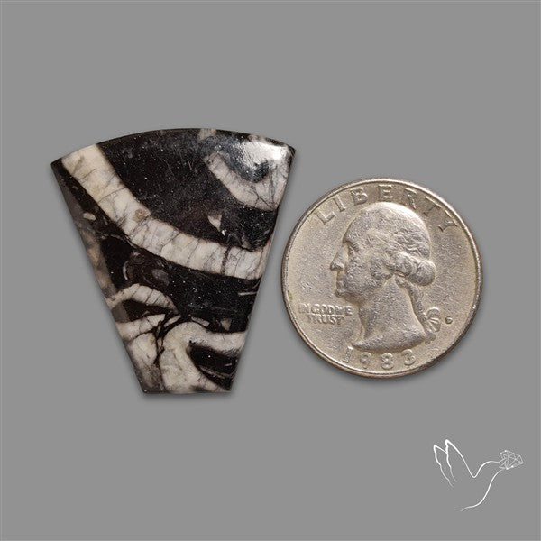 Orthoceras Fossil Cabochon