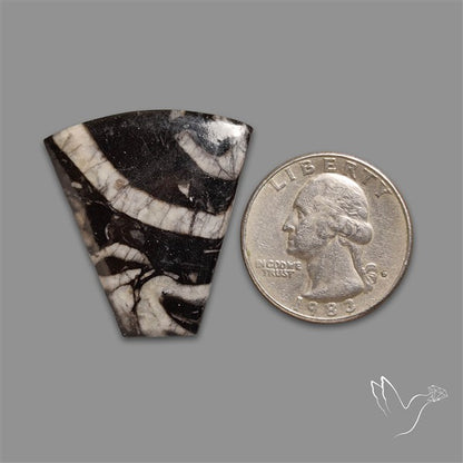 Orthoceras Fossil Cabochon