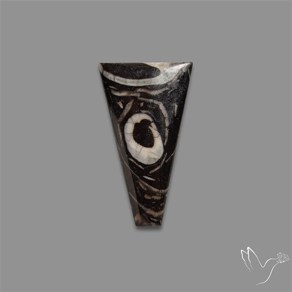Orthoceras Fossil Cabochon