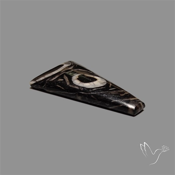 Orthoceras Fossil Cabochon