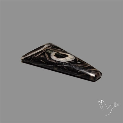 Orthoceras Fossil Cabochon