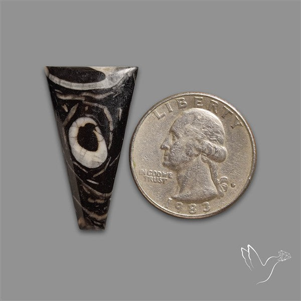 Orthoceras Fossil Cabochon