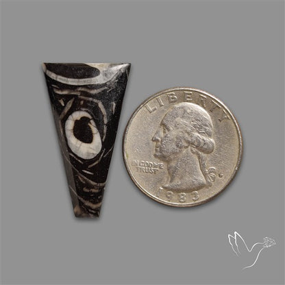 Orthoceras Fossil Cabochon