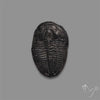 Trilobite Fossil