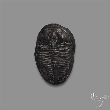 Trilobite Fossil