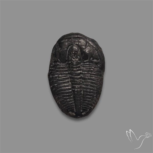 Trilobite Fossil