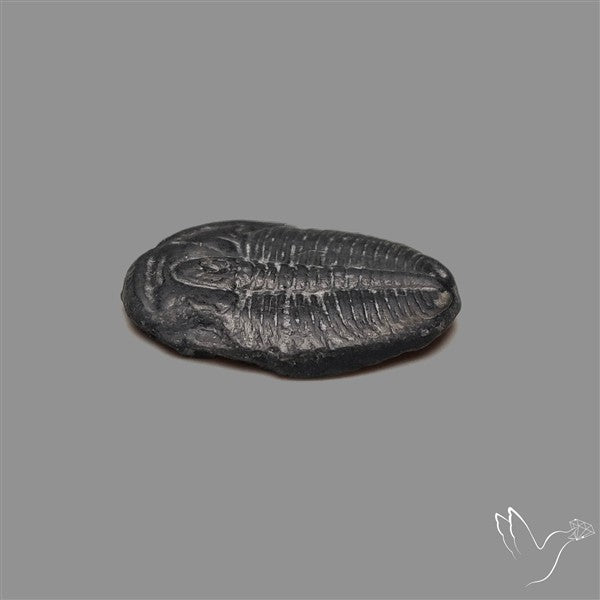 Trilobite Fossil