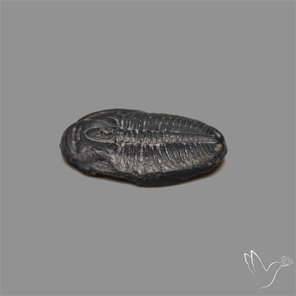 Trilobite Fossil