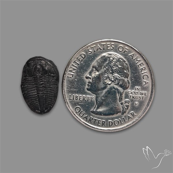 Trilobite Fossil