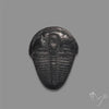 Trilobite Fossil