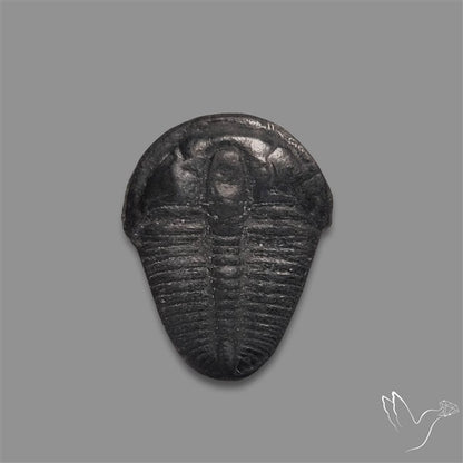 Trilobite Fossil