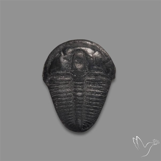 Trilobite Fossil