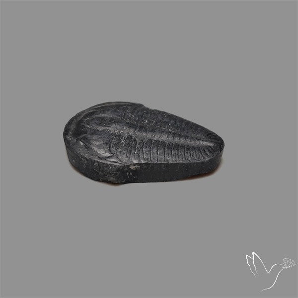 Trilobite Fossil