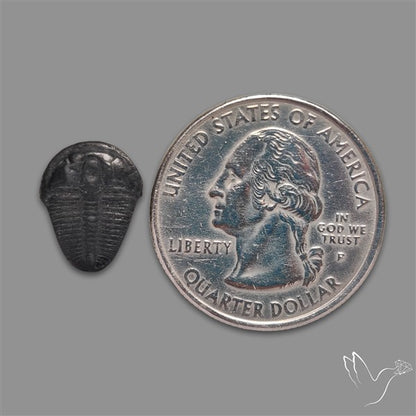 Trilobite Fossil
