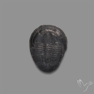 Trilobite Fossil
