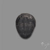 Trilobite Fossil