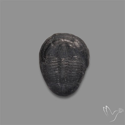 Trilobite Fossil