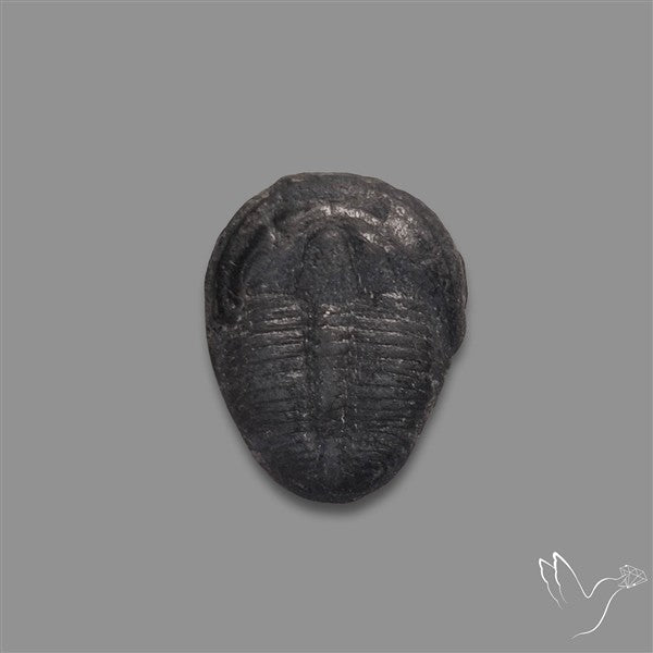 Trilobite Fossil