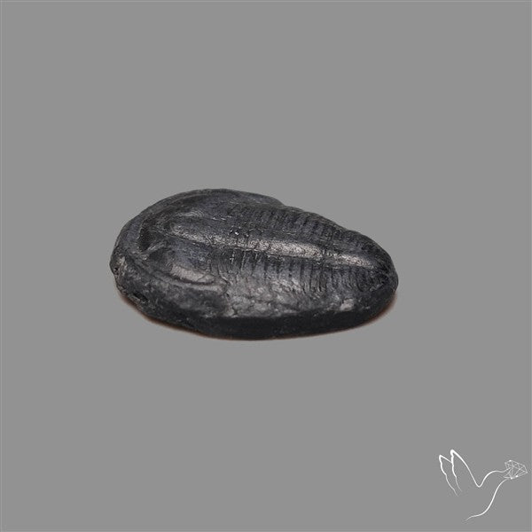 Trilobite Fossil