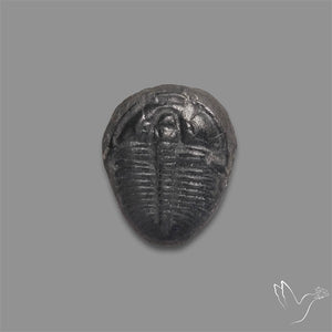 Trilobite Fossil