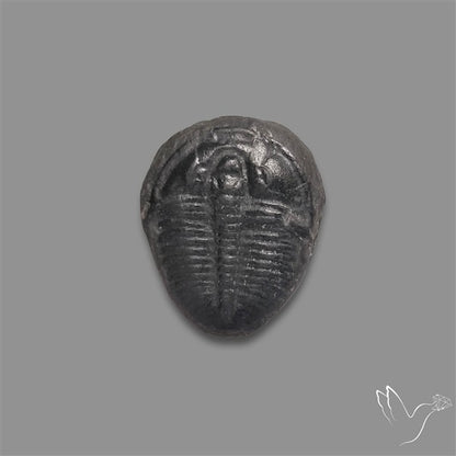 Trilobite Fossil