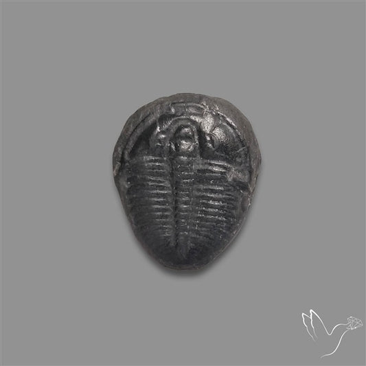 Trilobite Fossil