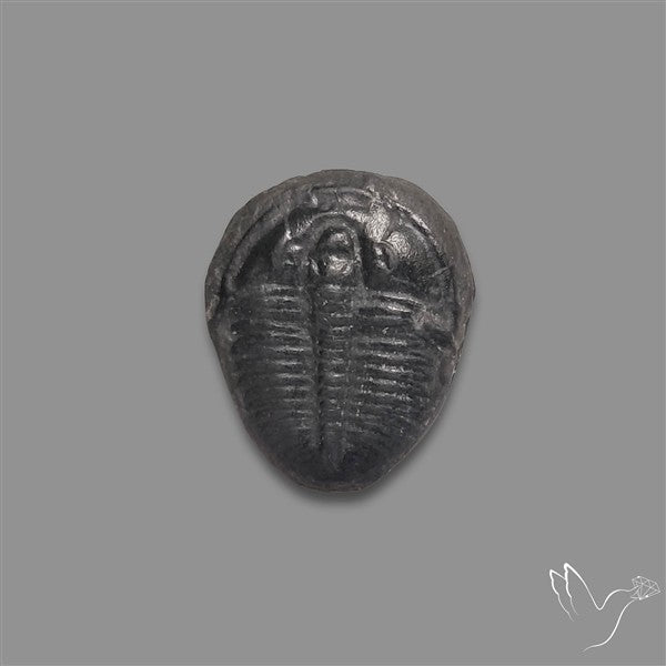Trilobite Fossil