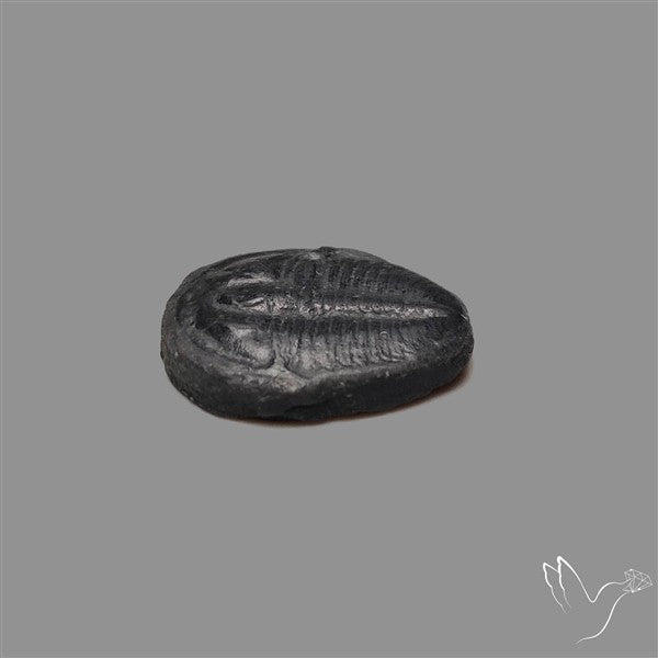 Trilobite Fossil