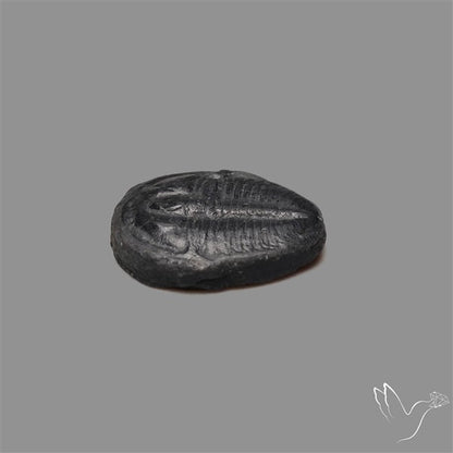 Trilobite Fossil