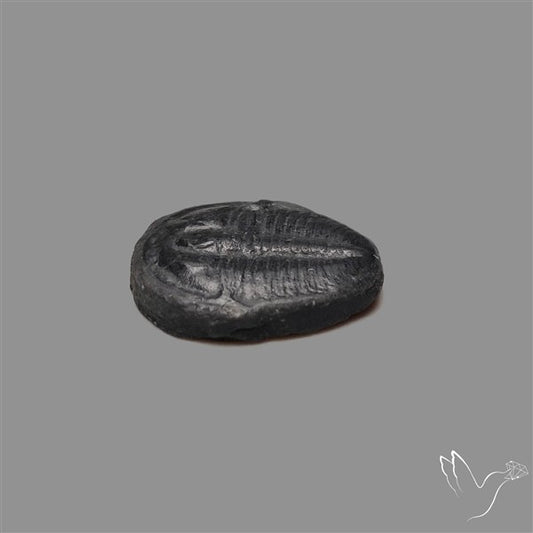 Trilobite Fossil
