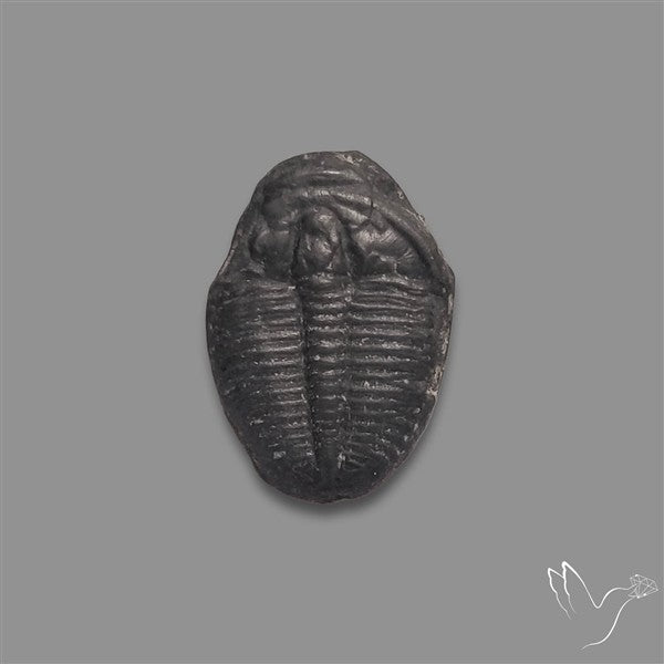 Trilobite Fossil
