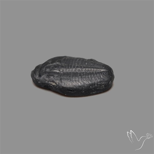 Trilobite Fossil