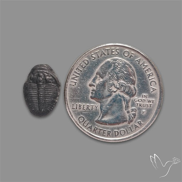 Trilobite Fossil