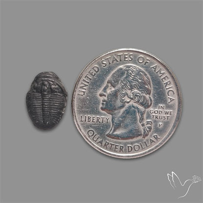 Trilobite Fossil
