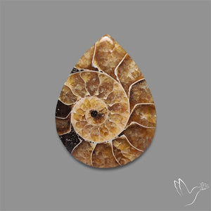 AMMONITE