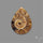 Aonite Fossil Cabochon