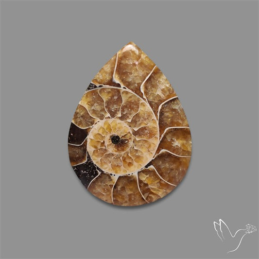 Aonite Fossil Cabochon