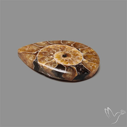 Aonite Fossil Cabochon