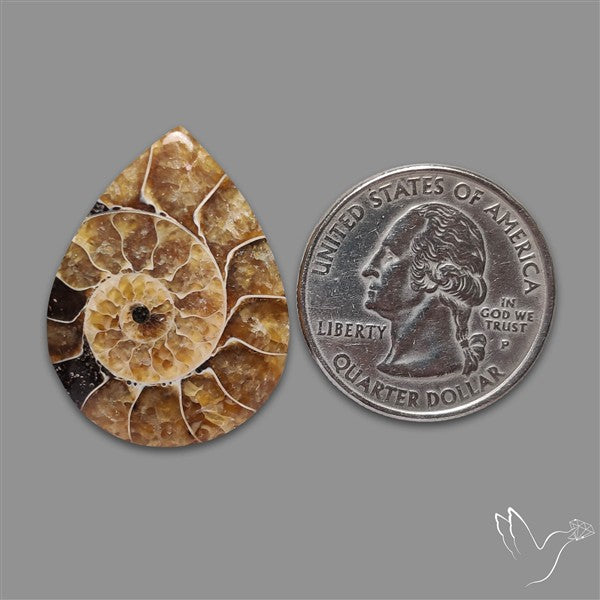 Aonite Fossil Cabochon